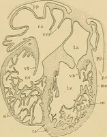 An illustration from Sthohr's histology : arranged upon an embroyological basis (1906)