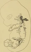 An illustration from Sthohr's histology : arranged upon an embroyological basis (1906)