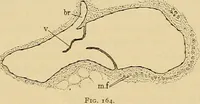 An illustration from Sthohr's histology : arranged upon an embroyological basis (1906)