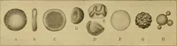 An illustration from Sthohr's histology : arranged upon an embroyological basis (1906)