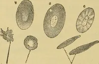 An illustration from Sthohr's histology : arranged upon an embroyological basis (1906)