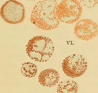 An illustration from Sthohr's histology : arranged upon an embroyological basis (1906)