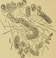 An illustration from Sthohr's histology : arranged upon an embroyological basis (1906)
