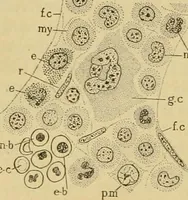 An illustration from Sthohr's histology : arranged upon an embroyological basis (1906)