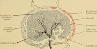 Picture 92 of 289 from Sthohr's histology : arranged upon an embroyological basis (1906), leaf 166