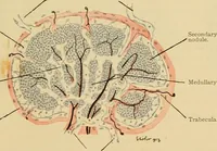 An illustration from Sthohr's histology : arranged upon an embroyological basis (1906)