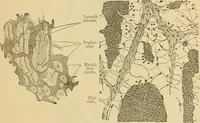 An illustration from Sthohr's histology : arranged upon an embroyological basis (1906)