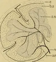 An illustration from Sthohr's histology : arranged upon an embroyological basis (1906)