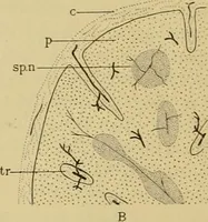 An illustration from Sthohr's histology : arranged upon an embroyological basis (1906)
