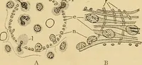 An illustration from Sthohr's histology : arranged upon an embroyological basis (1906)