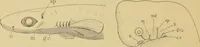 An illustration from Sthohr's histology : arranged upon an embroyological basis (1906)