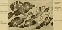 Picture 102 of 289 from Sthohr's histology : arranged upon an embroyological basis (1906), leaf 181