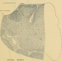 Picture 103 of 289 from Sthohr's histology : arranged upon an embroyological basis (1906), leaf 182