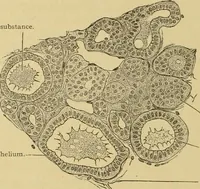 An illustration from Sthohr's histology : arranged upon an embroyological basis (1906)