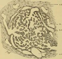An illustration from Sthohr's histology : arranged upon an embroyological basis (1906)