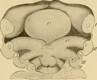 An illustration from Sthohr's histology : arranged upon an embroyological basis (1906)
