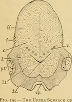 An illustration from Sthohr's histology : arranged upon an embroyological basis (1906)