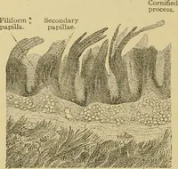 An illustration from Sthohr's histology : arranged upon an embroyological basis (1906)