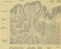 Picture 110 of 289 from Sthohr's histology : arranged upon an embroyological basis (1906), leaf 191