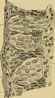 An illustration from Sthohr's histology : arranged upon an embroyological basis (1906)