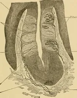 An illustration from Sthohr's histology : arranged upon an embroyological basis (1906)
