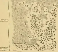 Picture 113 of 289 from Sthohr's histology : arranged upon an embroyological basis (1906), leaf 194