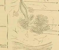 Picture 114 of 289 from Sthohr's histology : arranged upon an embroyological basis (1906), leaf 196