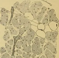 An illustration from Sthohr's histology : arranged upon an embroyological basis (1906)