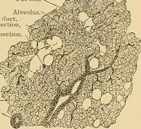 An illustration from Sthohr's histology : arranged upon an embroyological basis (1906)