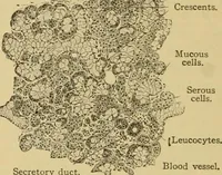 An illustration from Sthohr's histology : arranged upon an embroyological basis (1906)