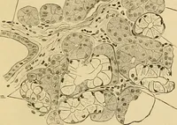 An illustration from Sthohr's histology : arranged upon an embroyological basis (1906)