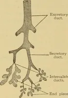 Picture 120 of 289 from Sthohr's histology : arranged upon an embroyological basis (1906), leaf 203