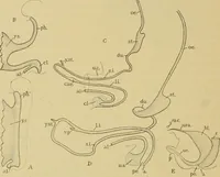 An illustration from Sthohr's histology : arranged upon an embroyological basis (1906)