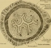Picture 123 of 289 from Sthohr's histology : arranged upon an embroyological basis (1906), leaf 207