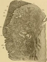 An illustration from Sthohr's histology : arranged upon an embroyological basis (1906)
