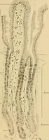An illustration from Sthohr's histology : arranged upon an embroyological basis (1906)