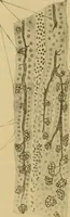 An illustration from Sthohr's histology : arranged upon an embroyological basis (1906)