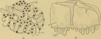 An illustration from Sthohr's histology : arranged upon an embroyological basis (1906)