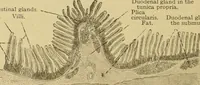 Picture 128 of 289 from Sthohr's histology : arranged upon an embroyological basis (1906), leaf 215