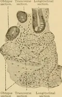 An illustration from Sthohr's histology : arranged upon an embroyological basis (1906)