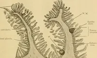 An illustration from Sthohr's histology : arranged upon an embroyological basis (1906)