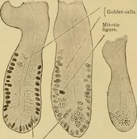 An illustration from Sthohr's histology : arranged upon an embroyological basis (1906)