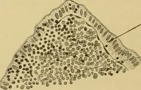 An illustration from Sthohr's histology : arranged upon an embroyological basis (1906)