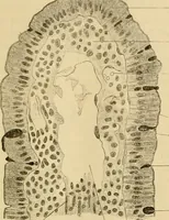 An illustration from Sthohr's histology : arranged upon an embroyological basis (1906)