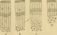 An illustration from Sthohr's histology : arranged upon an embroyological basis (1906)