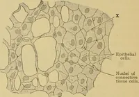 An illustration from Sthohr's histology : arranged upon an embroyological basis (1906)