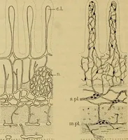 An illustration from Sthohr's histology : arranged upon an embroyological basis (1906)