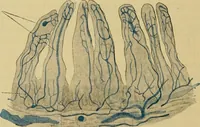 An illustration from Sthohr's histology : arranged upon an embroyological basis (1906)