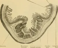 An illustration from Sthohr's histology : arranged upon an embroyological basis (1906)