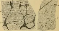 An illustration from Sthohr's histology : arranged upon an embroyological basis (1906)